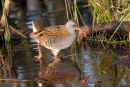07-6289 Water Rail (Rallus aquaticus) North East England
